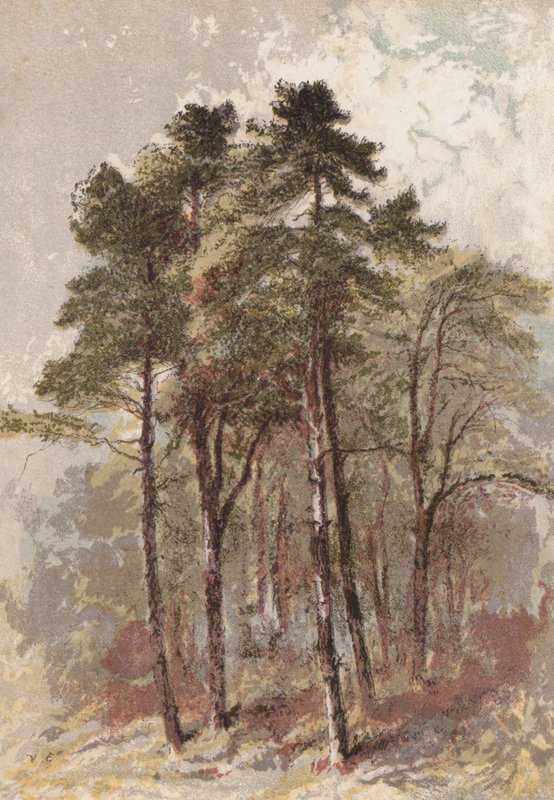 Groupe de sapins - Aaron Edwin Penley