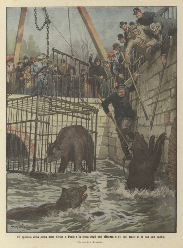Un épisode de la crue de la Seine à Paris, la fosse aux ours inondée et les ours sauvés avec une cage - Achille Beltrame