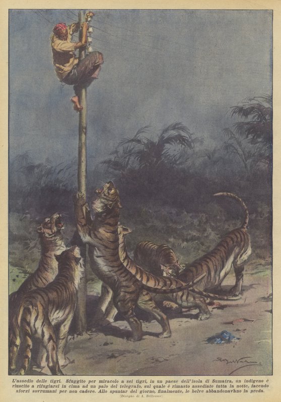 Le siège des tigres - Achille Beltrame
