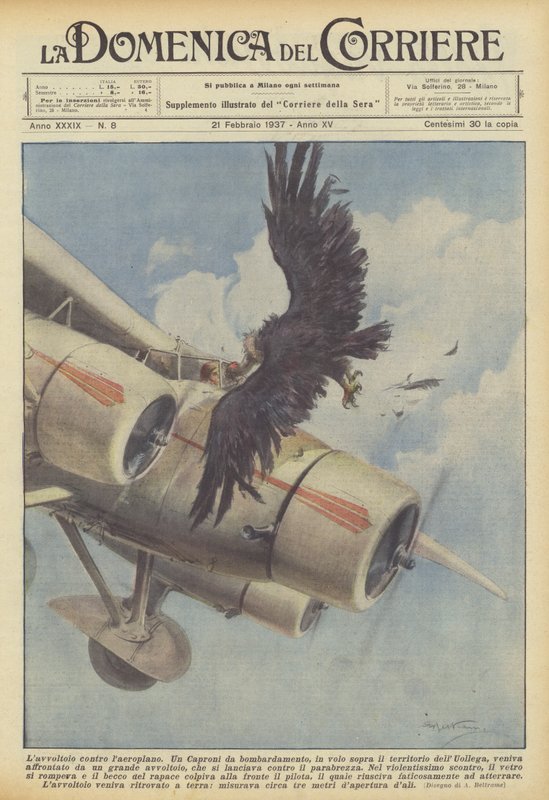 Le vautour contre l
