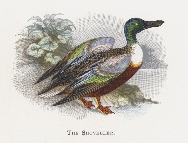 Le Canard souchet - Alexander Francis Lydon