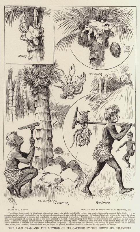 Le crabe des palmiers et la méthode de sa capture par les insulaires des mers du Sud - Alexander Stuart Boyd