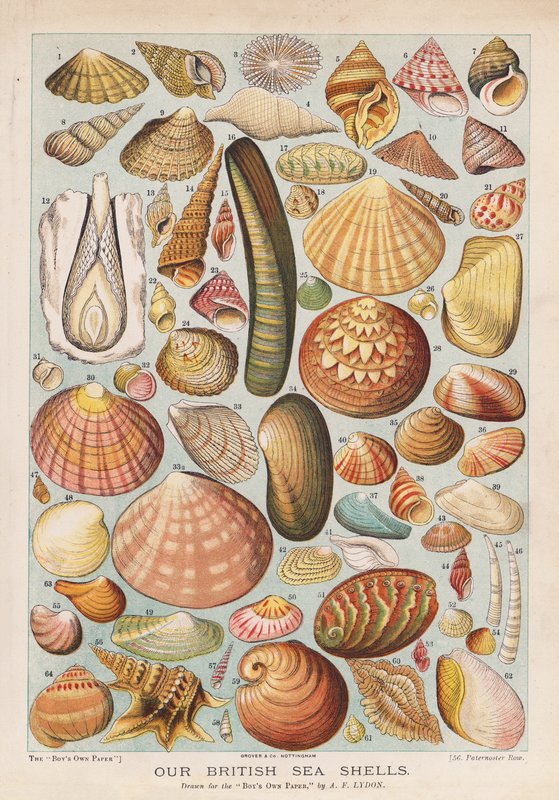 Coquillages britanniques - Alexander Francis (after) Lydon