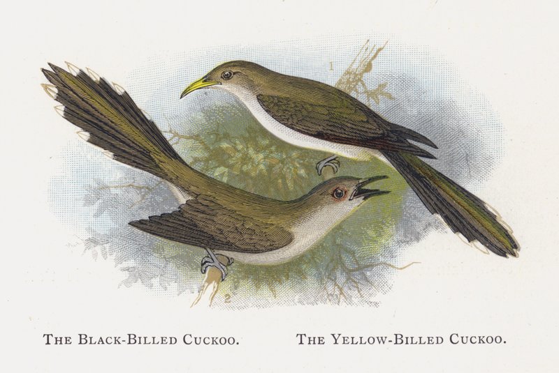 Le Coucou à bec noir, Le Coucou à bec jaune - Alexander Francis Lydon