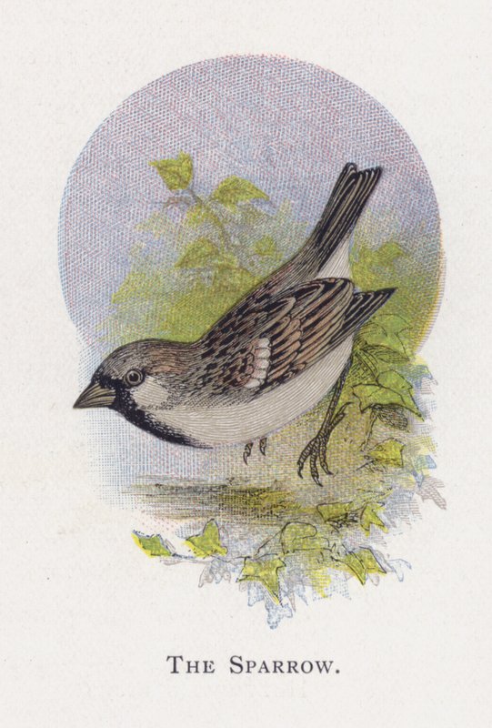 Le Moineau - Alexander Francis Lydon