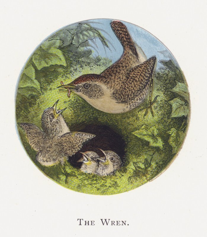 Le Troglodyte mignon - Alexander Francis Lydon