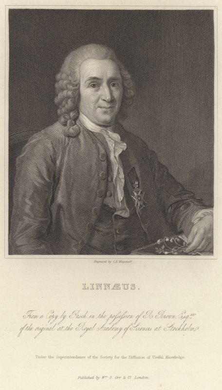 Linné - Alexander Roslin