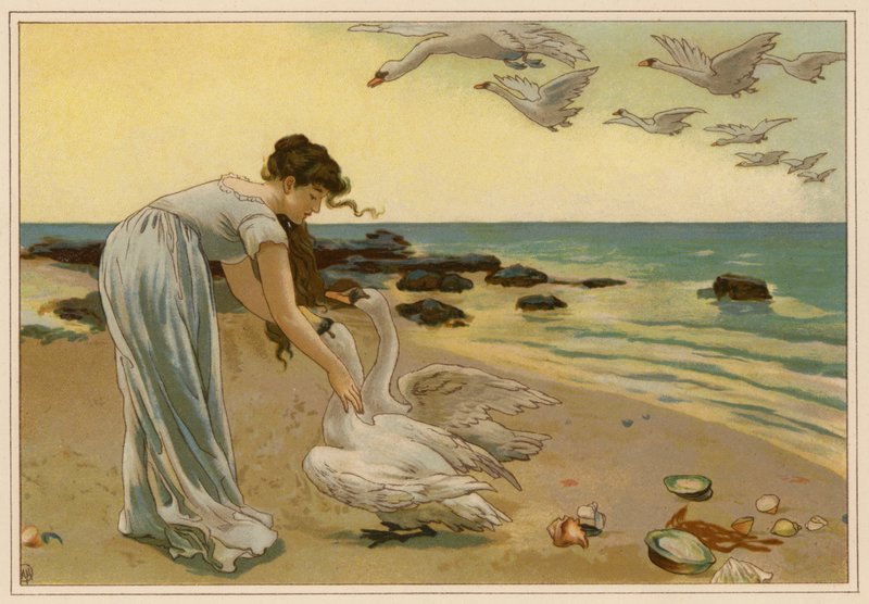 Les cygnes blancs - Alice Havers