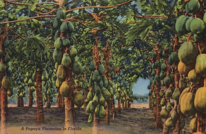 Plantation de papayes, Floride - American Photographer (after)