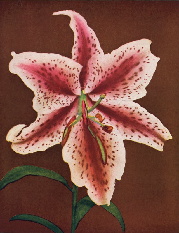 Lys : Lilium Auratum, Crimson Queen (photo couleur) - American Photographer