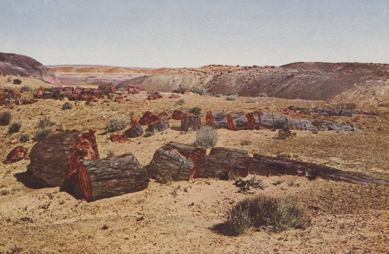 Forêt pétrifiée, Arizona (photo en couleur) - American Photographer