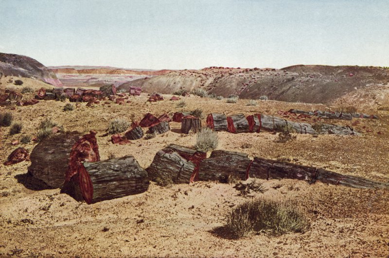 Forêt pétrifiée, Arizona - American Photographer