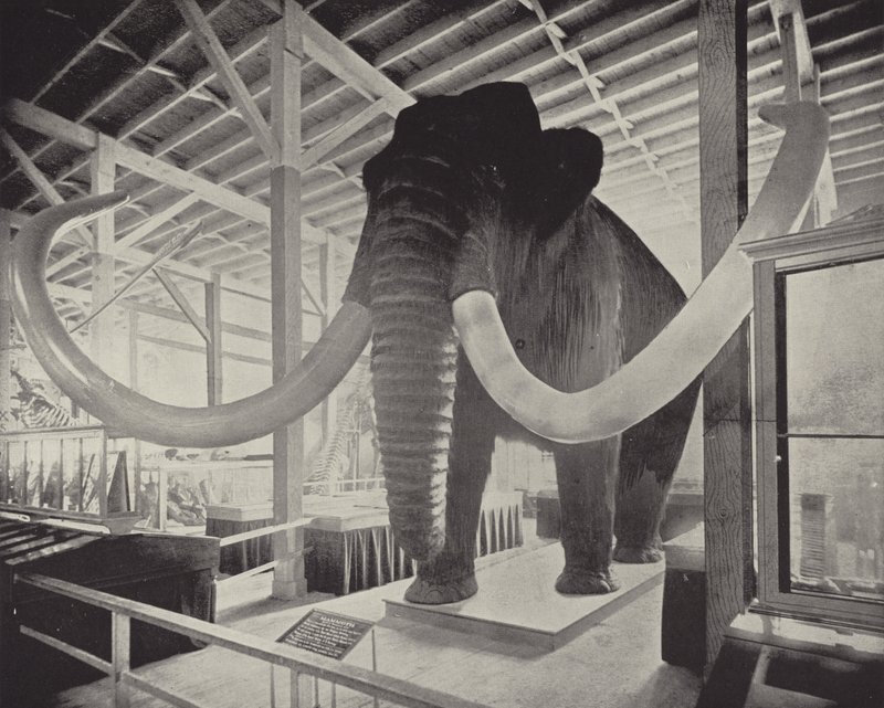 Le grand mammouth sibérien - American Photographer