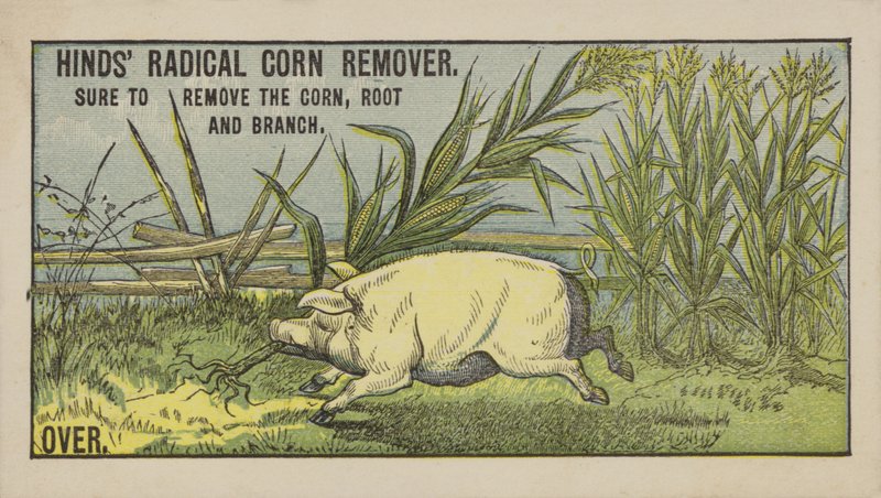Cochon tirant sur du maïs - American School