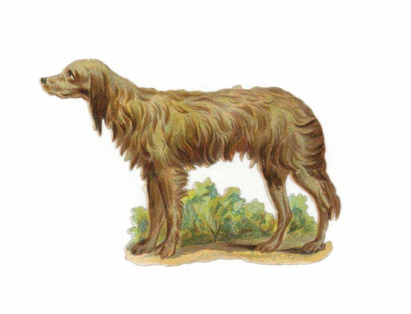 Chien loup irlandais - American School