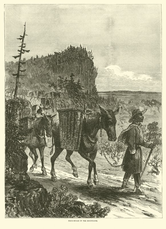 Mules de bât dans les montagnes, février 1863 - American School