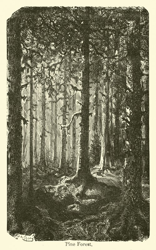 Forêt de pins - American School