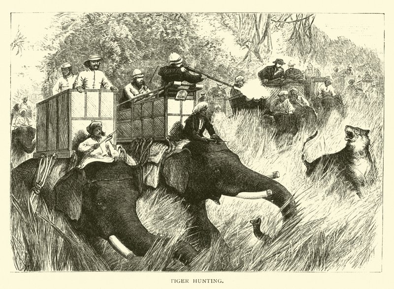 Chasse au tigre - American School