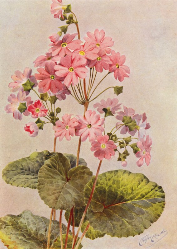 Primula Obconica - Angelo Fairfax Muckley