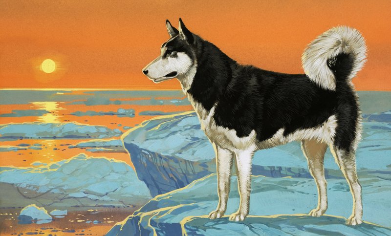 Chien Husky - Angus McBride