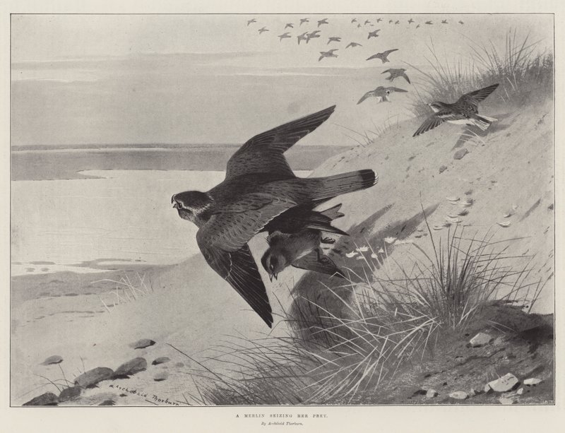 Un Merlin saisissant sa proie - Archibald Thorburn