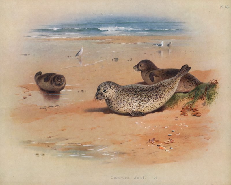 Phoque commun - Archibald Thorburn