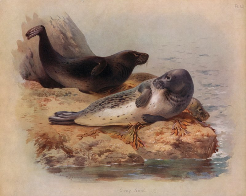 Phoque gris - Archibald Thorburn