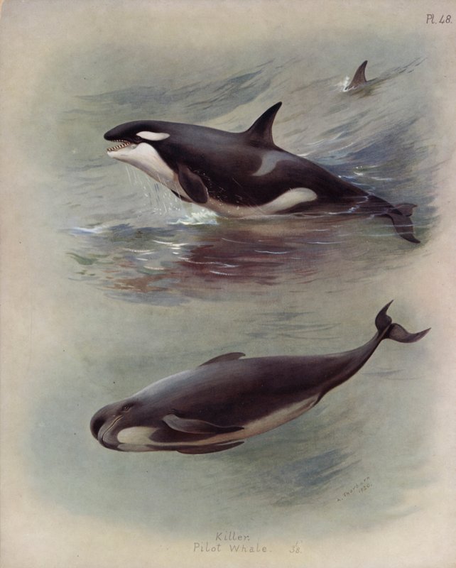 Orque, Baleine pilote - Archibald Thorburn