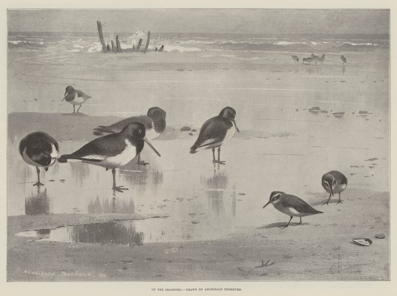 Sur le rivage - Archibald Thorburn