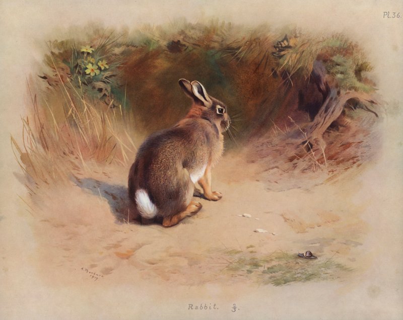 Lapin - Archibald Thorburn