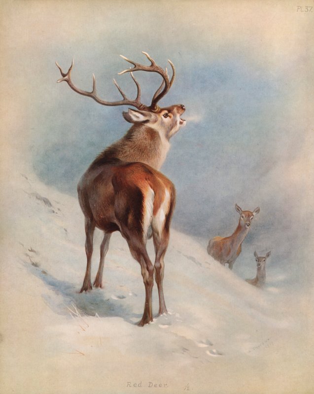 Cerf élaphe - Archibald Thorburn