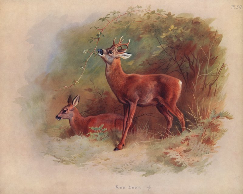Chevreuil - Archibald Thorburn