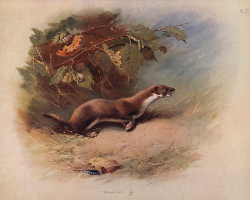 Belette - Archibald Thorburn