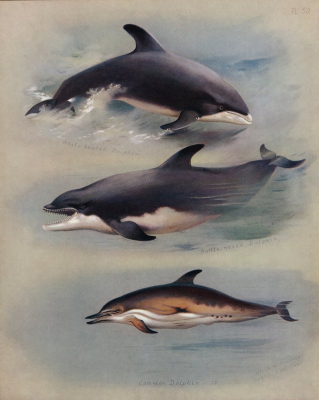 Dauphin à bec blanc, Dauphin à bec, Dauphin commun - Archibald Thorburn