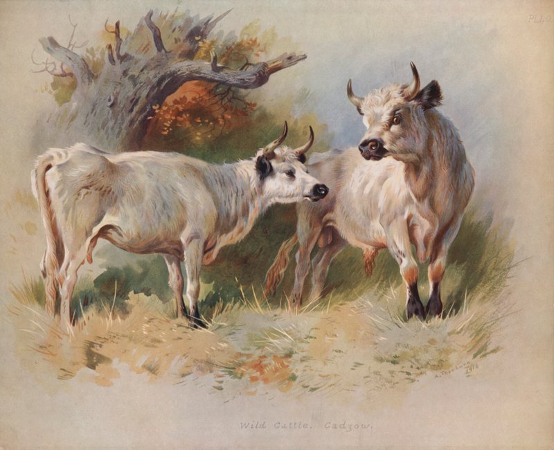 Bétail sauvage, Cadzow - Archibald Thorburn