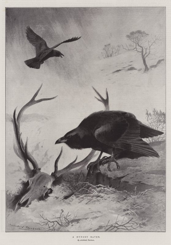 Un corbeau affamé - Archibald Thorburn