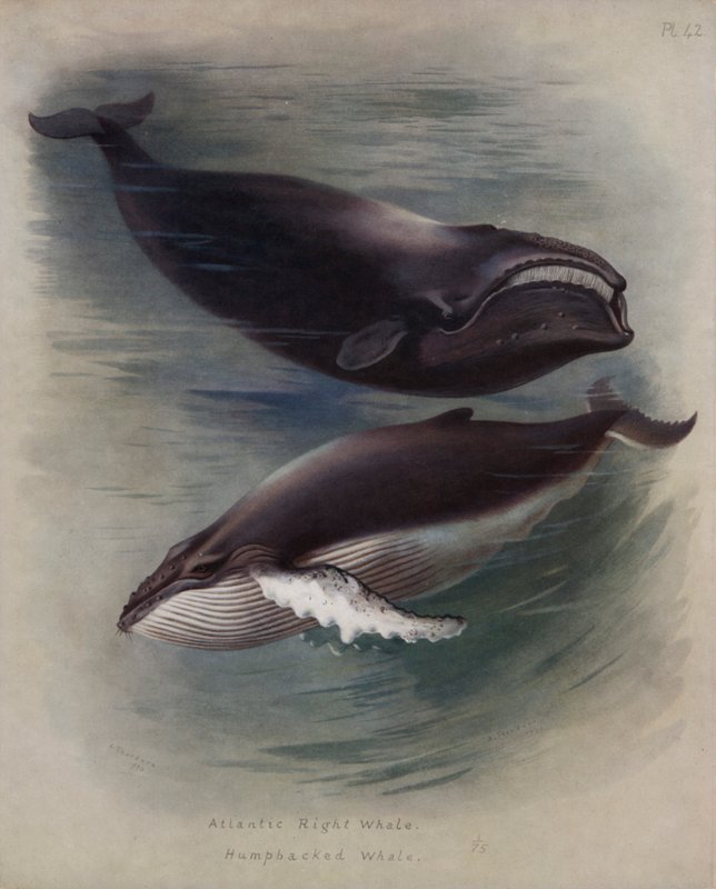 Baleine noire de l