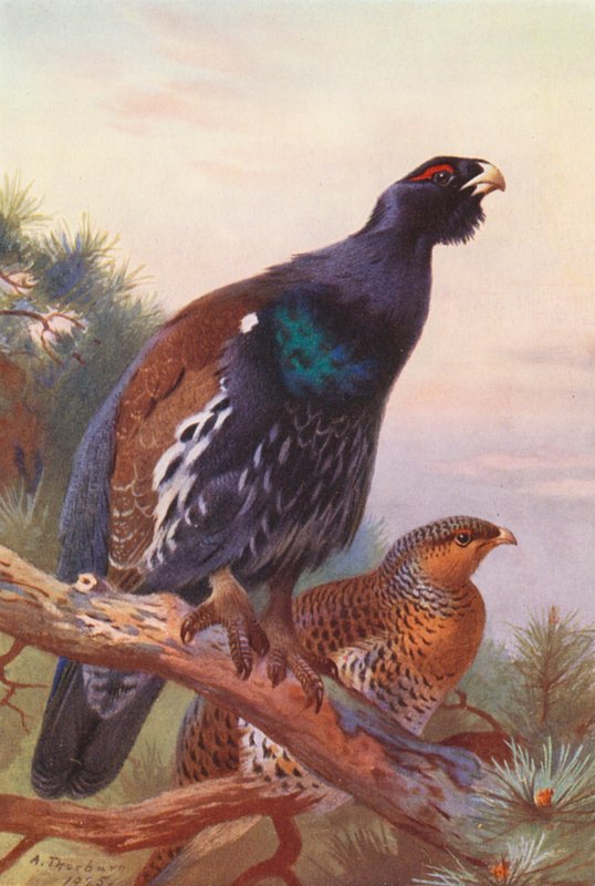 Grand tétras (mâle et femelle) - Archibald Thorburn