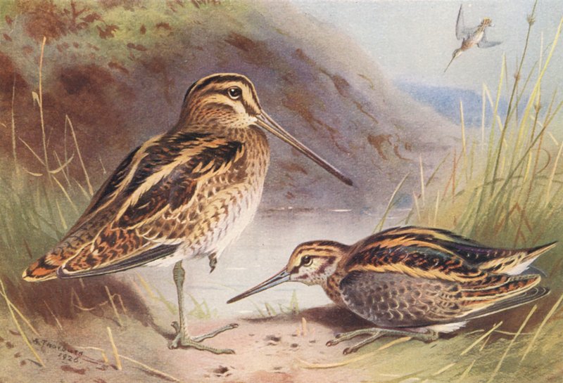 Bécassine des Marais, Bécassine Sourde - Archibald Thorburn