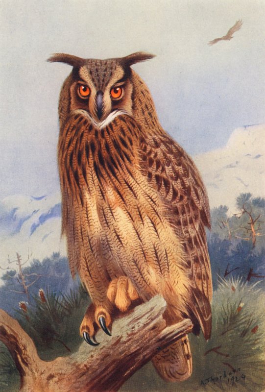 Hibou grand-duc - Archibald Thorburn