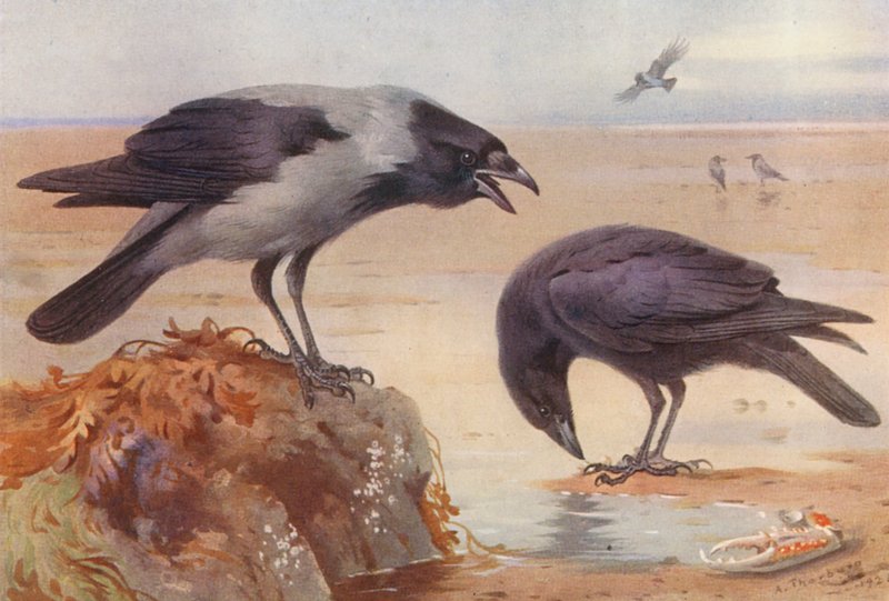 Corneille mantelée, Corneille noire - Archibald Thorburn