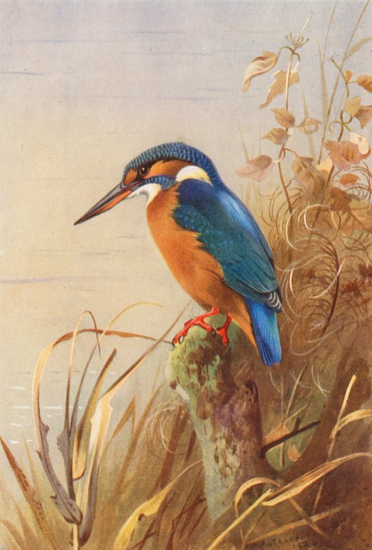Martin-pêcheur - Archibald Thorburn