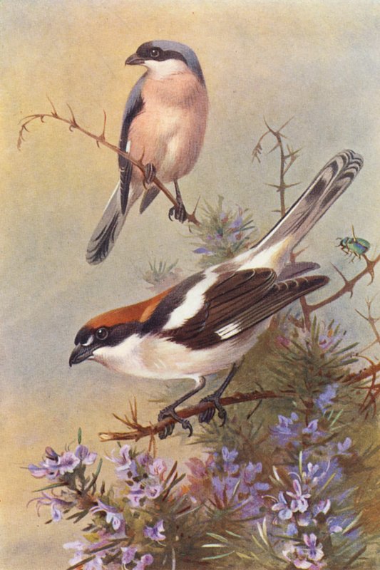Pie-grièche grise, Pie-grièche à tête rousse - Archibald Thorburn