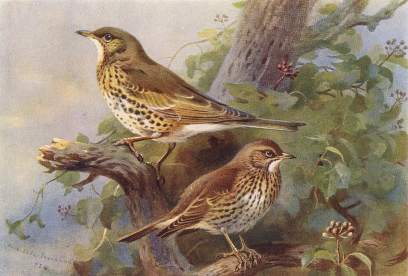 Grive draine, Grive musicienne - Archibald Thorburn