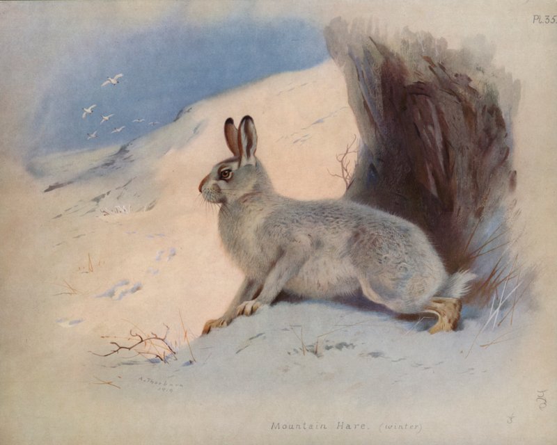 Lièvre variable (hiver) - Archibald Thorburn