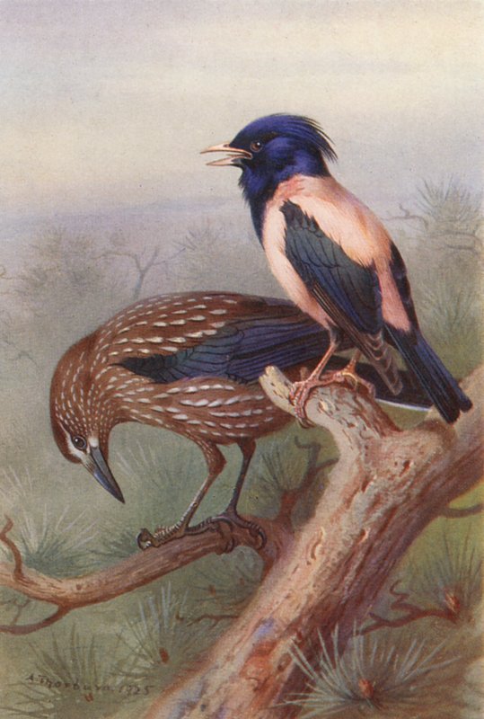 Casse-noisette, Étourneau Rosé (lithographie en couleur) - Archibald Thorburn