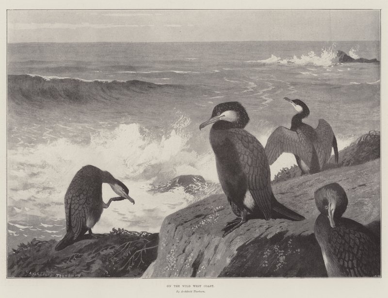 Sur la côte ouest sauvage - Archibald Thorburn