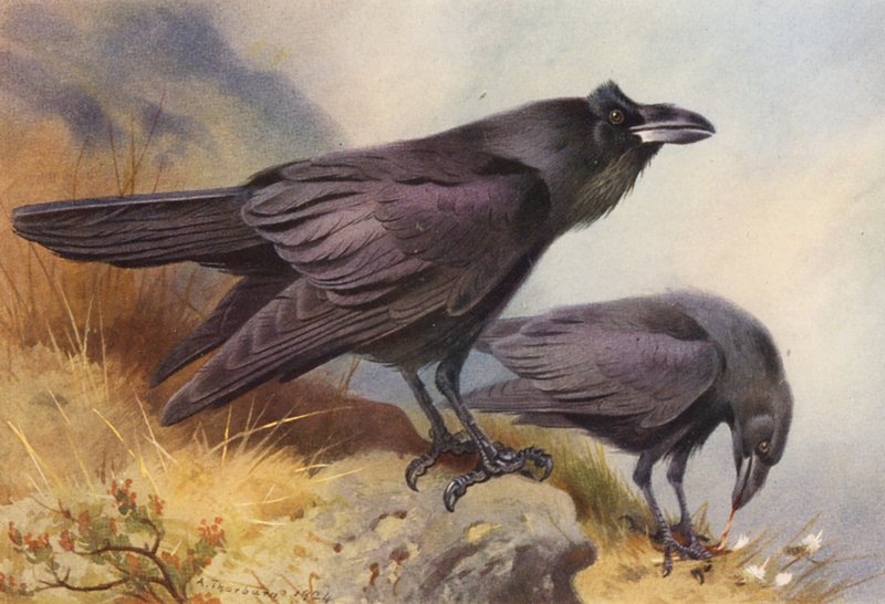 Corbeau - Archibald Thorburn