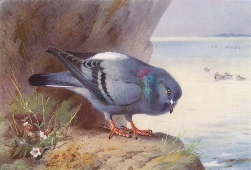 Pigeon biset - Archibald Thorburn