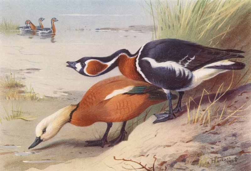 Tadorne casarca, Oie à bec rouge - Archibald Thorburn